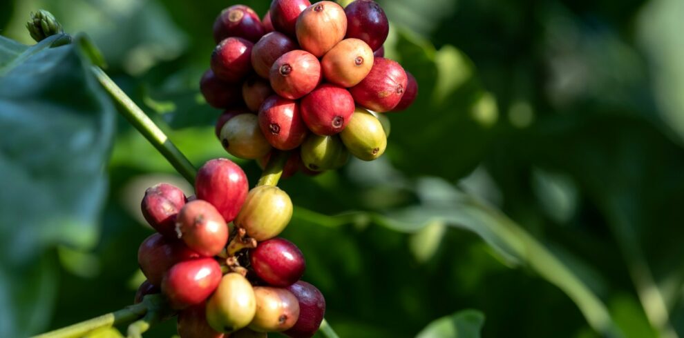 a close up of a bunch of coffee beans on a plant